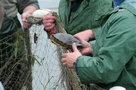 Výlov rybníka 2009&nbsp;13